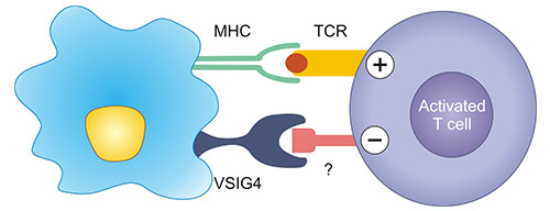 VSIG4作為T細胞抑制分子的作用