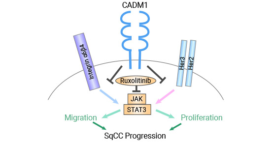 CADM1通過降低STAT3活性抑制鱗狀細(xì)胞癌