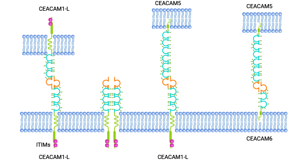 CEACAMs的結(jié)構(gòu)及親和性相互作用