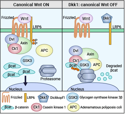 DKK1拮抗Wnt/β-catenin信號通路的調(diào)節(jié)機制
