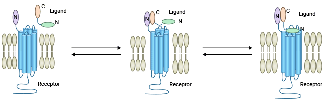 G蛋白偶聯(lián)受體與其配體結(jié)合的 two-domain model