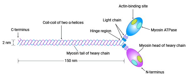 MYL9是肌球蛋白“細胞動力馬達”關鍵成員