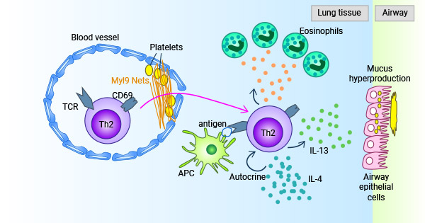 MYL9-CD69系統參與調節免疫應答