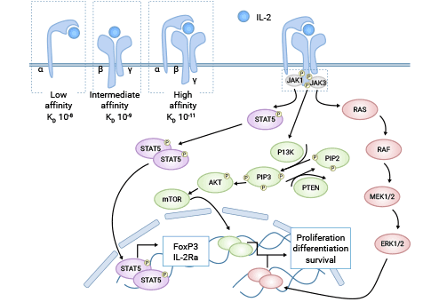 IL-2/IL-2Rα信號通路機制