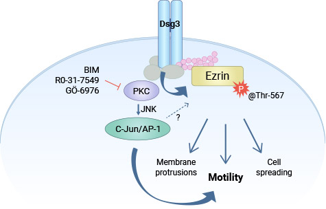 DSG3通過PKC/AP-1調控Ezrin的磷酸化，促進腫瘤細胞的浸潤