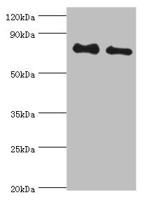 CSB-PA002761ESR1HU