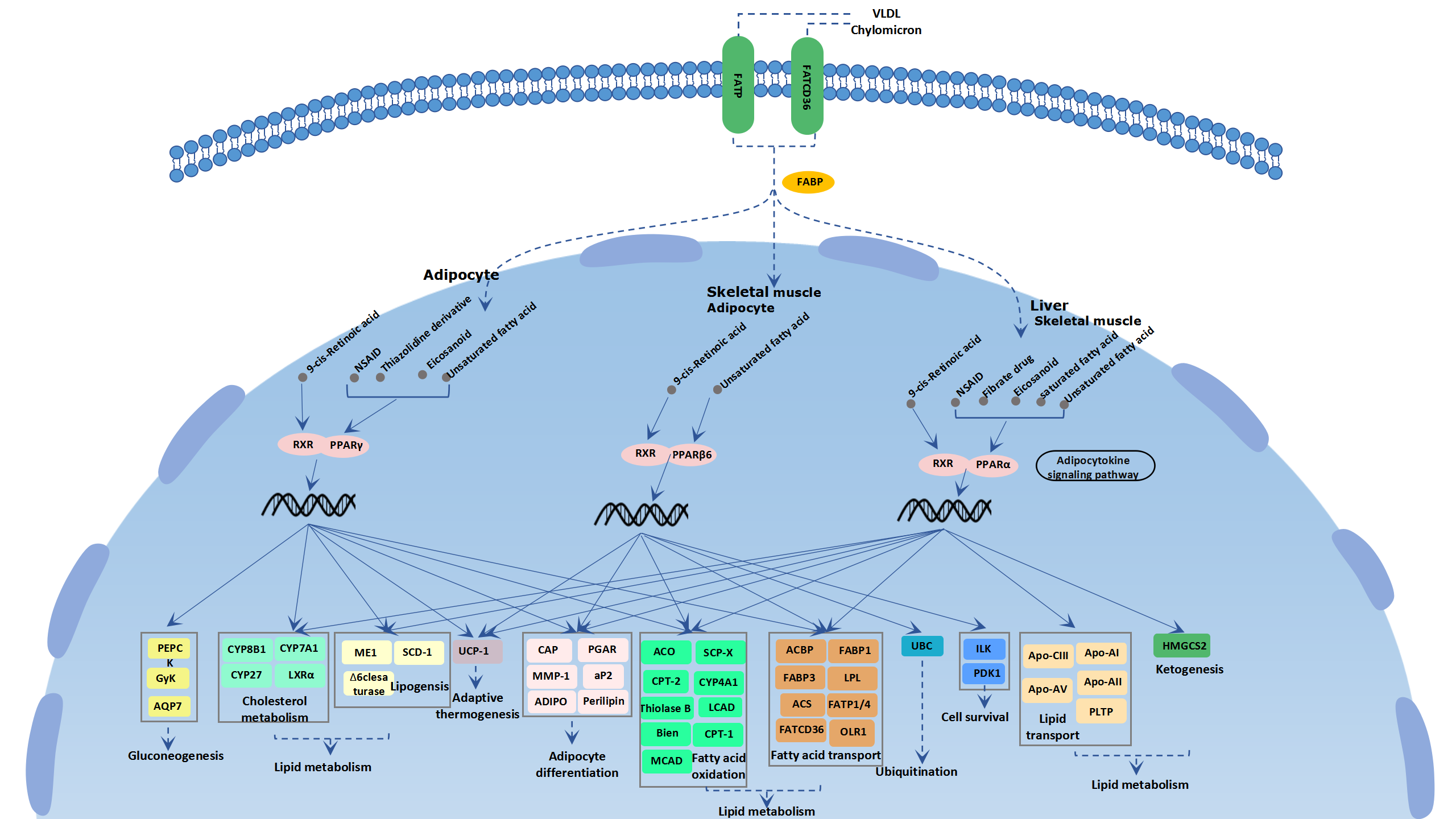 PPAR signaling pathway