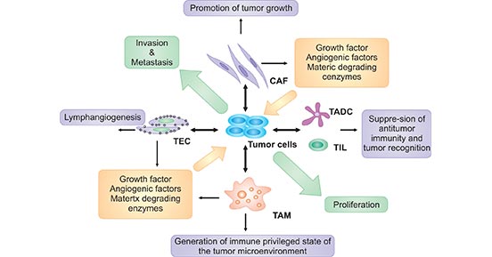 腫瘤微環境的組成部分與癌癥的關系