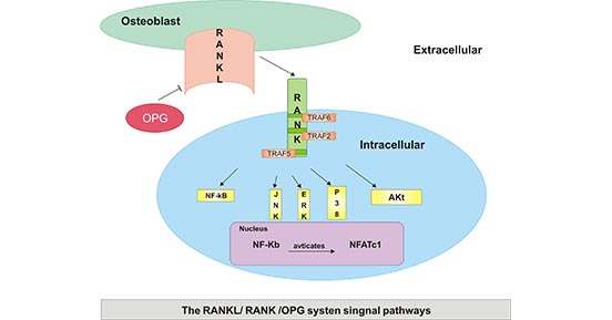 OPG/RANKL/RANK生物活性的作用機制